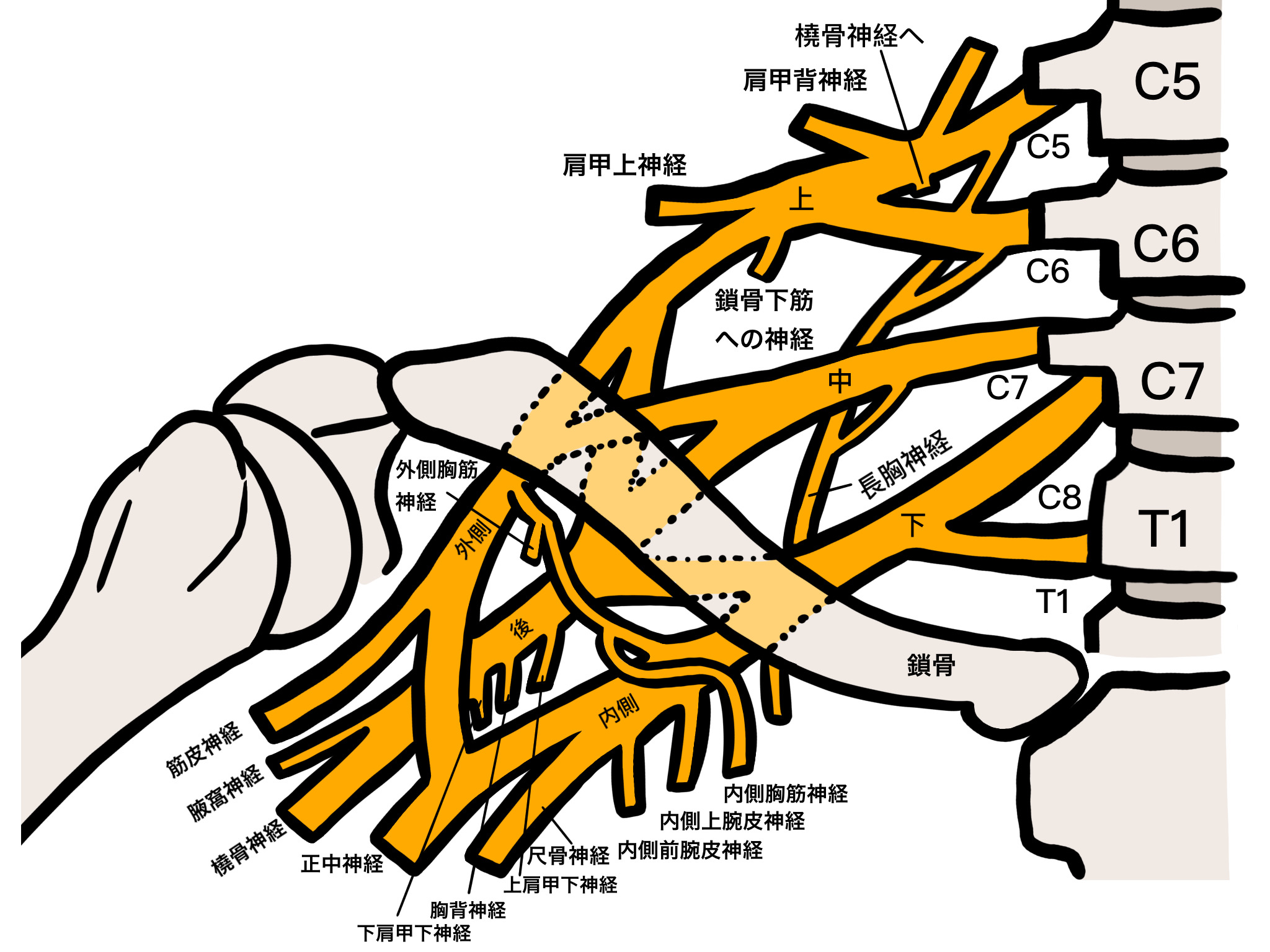 首から腕へ伸びる神経（腕神経叢）と腕のしびれのイメージ